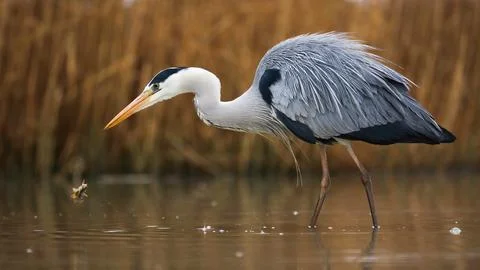 Grey heron looking to the fish in river in shot form side Stock Photos