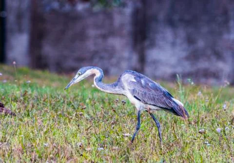 Grey Heron Looking for Insects Stock Photos