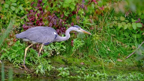 Grey heron looking for prey Stock Footage 315366229
