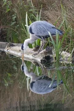 Grey heron looking at reflection Stock-Fotos
