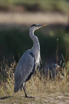 Grey heron looking to the sky Stock Photos
