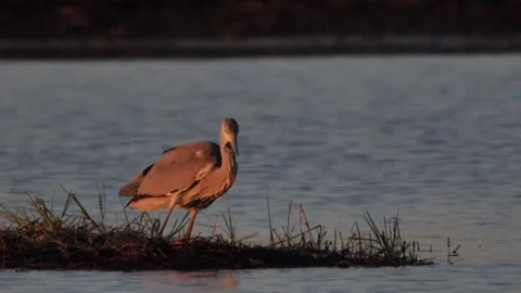 Grey heron  lost the fish during the hunting (Ardea cinerea) Stock Footage 260932576