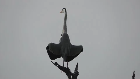 Grey Heron, Malaysia Stock Footage 141977066