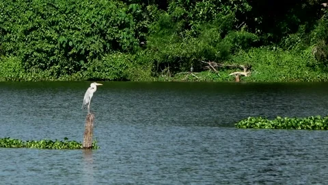 Grey Heron, Malaysia Stock-Footage 165975864