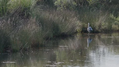 Grey Heron in the marshes Stock Footage 290351815