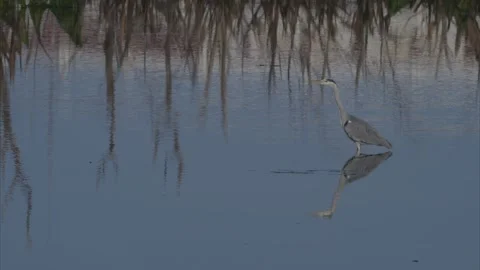 Grey Heron in the marshes Stock Footage 290352052