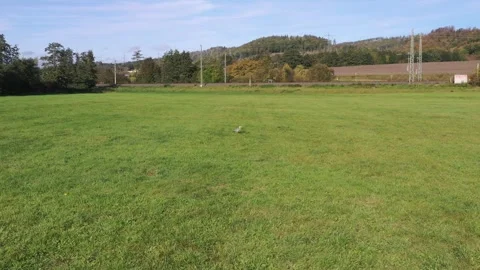 A Grey heron on a meadow Stock Footage 253804581