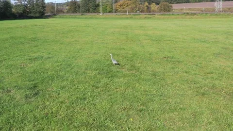 A Grey heron on a meadow Stock Footage 253804705