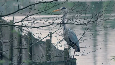Grey Heron Medium Shot Stock-Footage 75587660