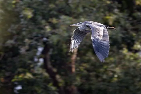 Grey Heron in mid flight Stock Photos