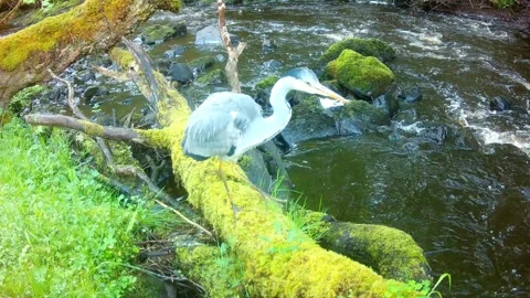Grey Heron on Moss-Covered Fallen Tree by River, Isle of Skye Vídeos de archivo 338399166