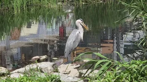 Grey Heron Moving Its Bill and Looking Up on a Riverside Rock Video stock 341801047