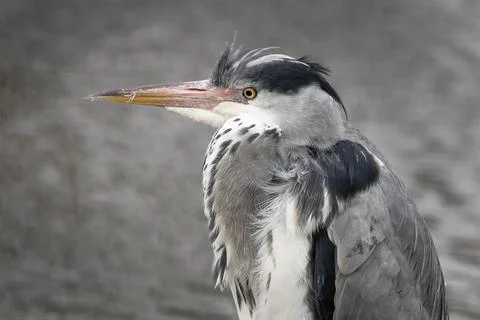 Grey heron needs some grooming Stock-Fotos