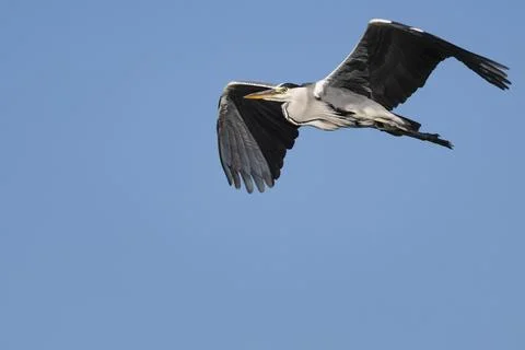 Grey heron with negative space and plain blue sky background Foto stock