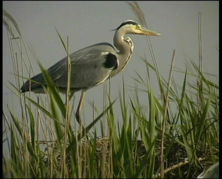 Grey heron on a nest Video stock 570558