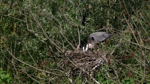 Grey heron at the nest Stock Footage 253323172