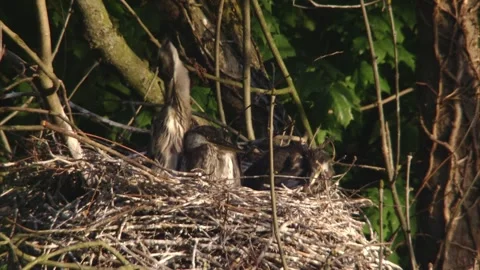 Grey heron in the nest Stock Footage 254886683