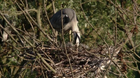 Grey heron at the nest Stock Footage 255765578