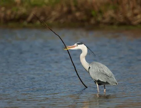 Grey Heron with a nesting material in the beak Stock Photos