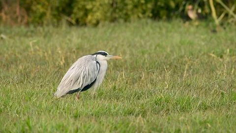 Grey heron or Ardea cinerea in green grass at keoladeo national park Video stock 128796484