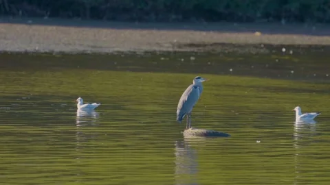 A grey heron pauses within a floating tire, its feathers ruffled slightly by a Stock-Footage 346503598