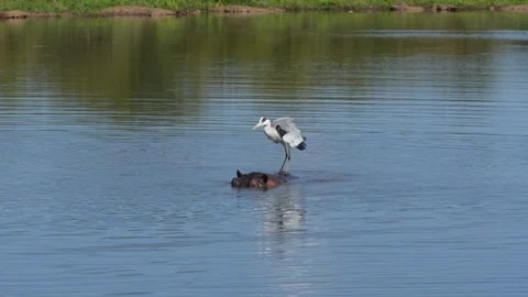 Grey heron perched on the back of a hippo in lake, shaking feathers Stock Footage 273812228