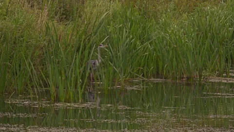 Grey heron perched on the edge of a river hiding amongst long reeds hunting for Vídeos de archivo 251050259