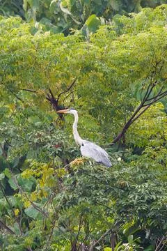 Grey Heron Perched High in Dense Tropical Tree Canopy Stock Photos