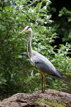 A grey heron perched on a rock Stock Photos