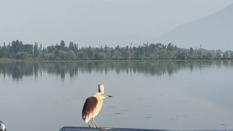 Grey Heron Perched on Wooden Post in Dal Lake, Srinagar, Kashmir Video stock 337306526