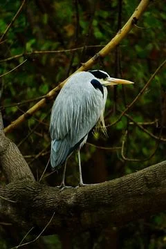 Grey Heron perching on tree Stock-Fotos