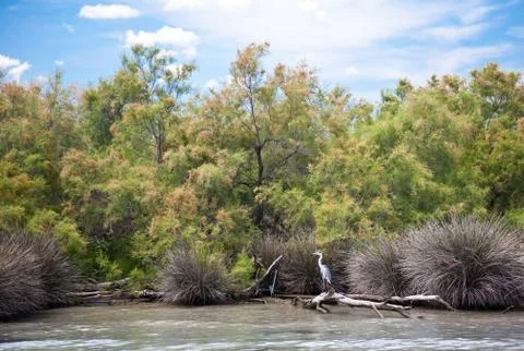 Grey heron Stock Photos