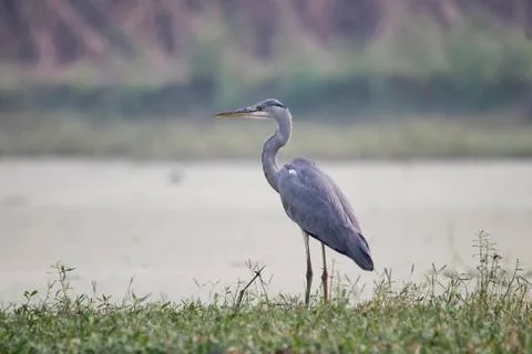 Grey heron Stock Photos