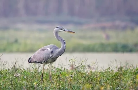 Grey heron Stock Photos
