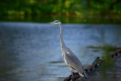 Grey Heron Stock Photos