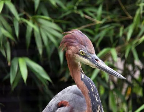 Grey heron Stock Photos