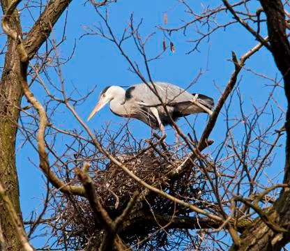 Grey heron Stock Photos