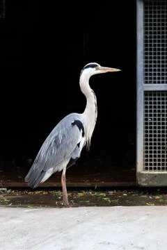 Grey heron. 스톡 사진