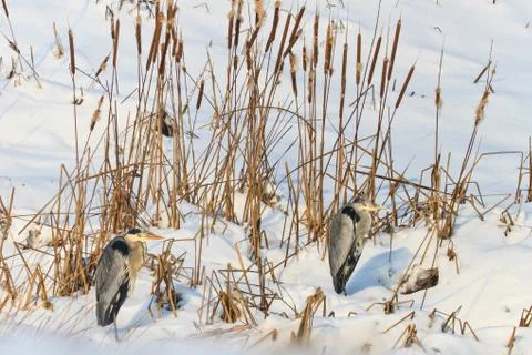 Grey heron Stock Photos
