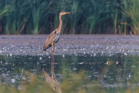 Grey heron Stock Photos