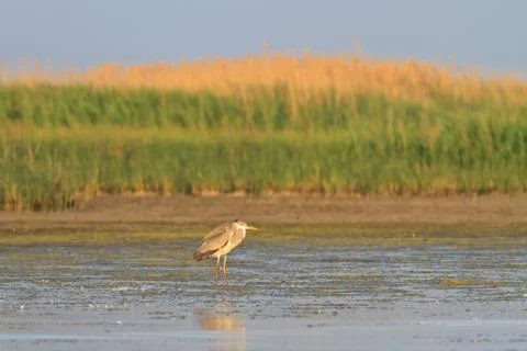 Grey heron Stock Photos