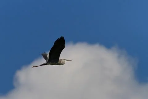 Grey heron Stock Photos