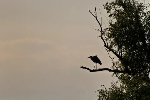 Grey heron Stock Photos