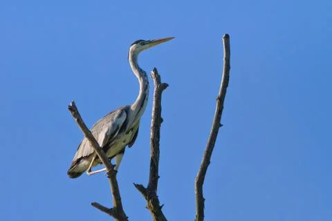 Grey heron Stock Photos