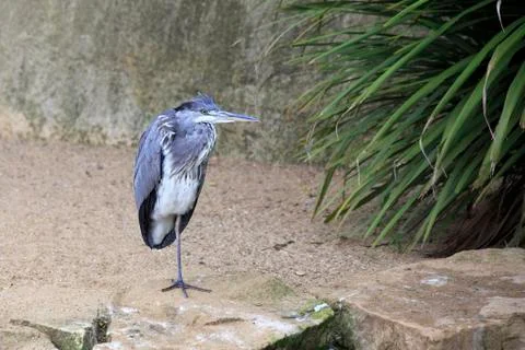 Grey heron. Stock Photos