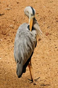 Grey Heron Stock Photos