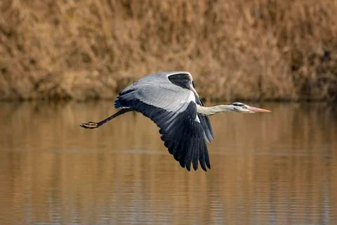Grey heron Photos