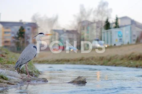 Grey heron Stock Photos