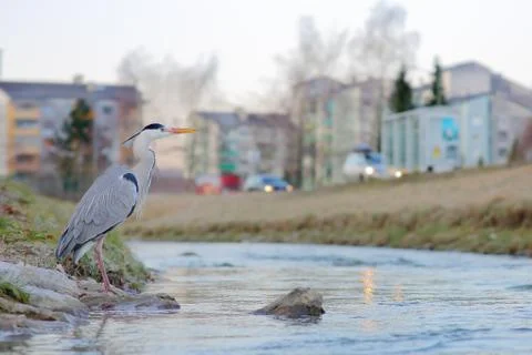 Grey heron Foto stock