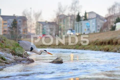 Grey heron Stock Photos